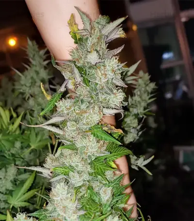Moonshine Mass (Critical Mass Collective Seeds) Cannabis-Samen