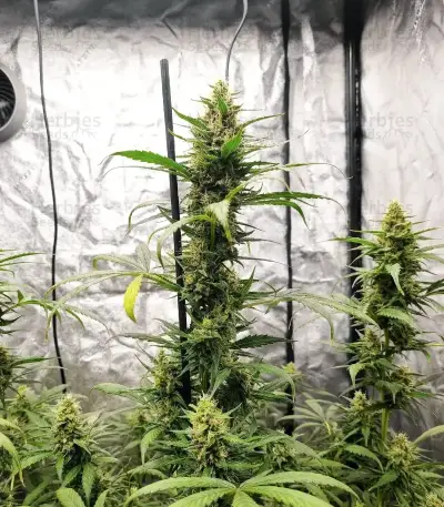 Neville's Rose Auto feminisierte Samen (Delicious Seeds)