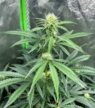 Purple Juice Auto feminisierte Samen (Herbies Seeds)