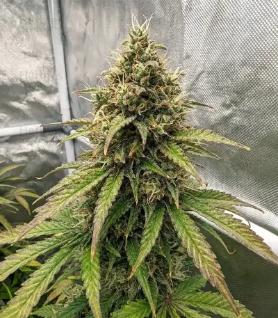 Raspberry Waffle CBD (Devils Harvest Seeds) Cannabis-Samen