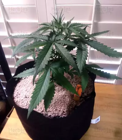 Stardawg (Blackskull Seeds) Cannabis-Samen