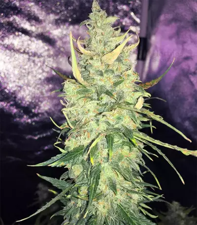 Trans Siberian Auto (Auto Seeds) Cannabis-Samen