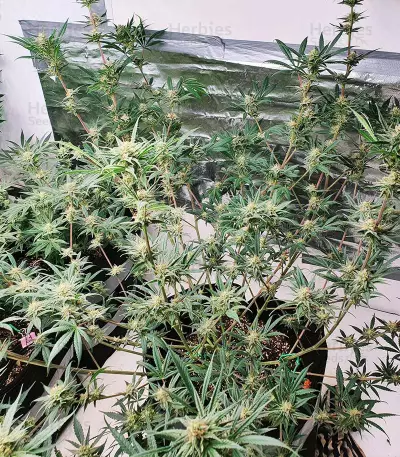 Unknown Kush Early Version (Delicious Seeds) Cannabis-Samen