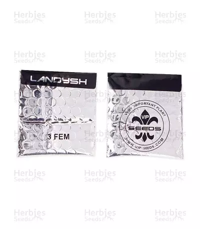 Landysh (VIP Seeds) Cannabis-Samen