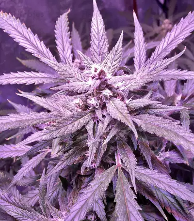 60 Day Lemon Autoflower (DNA Genetics) Cannabis-Samen