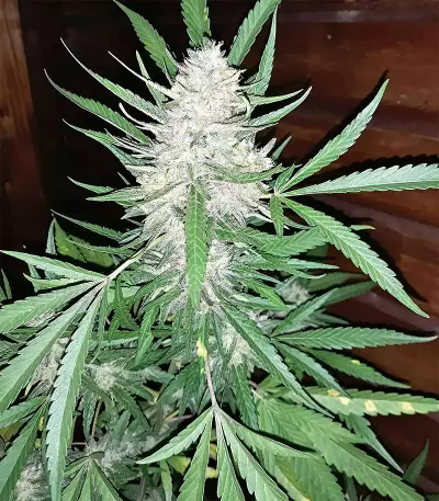 Amnesia (Seedstockers) Cannabis-Samen
