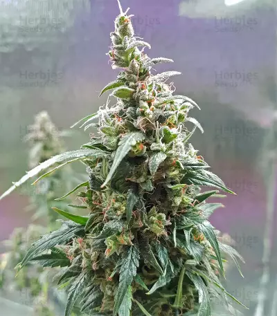 Jack-Matic Auto (Blackskull Seeds) Cannabis-Samen