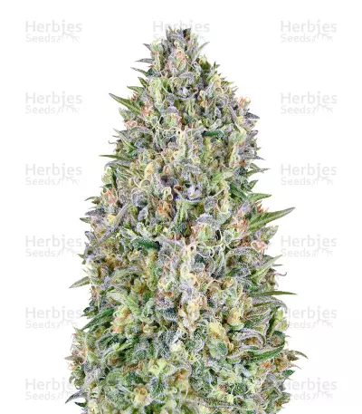 Auto Pineapple Glue (Advanced Seeds) Cannabis-Samen