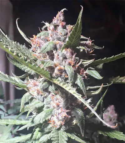 Auto Purple strain