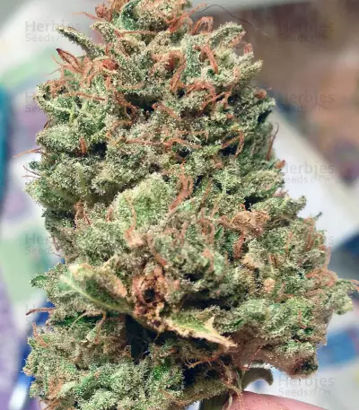 Cheese (Big Buddha Seeds) Cannabis-Samen