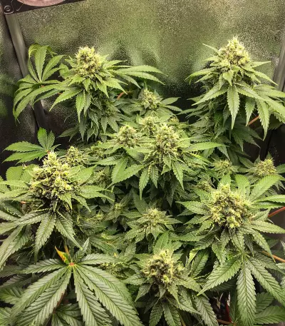 Black Jack (Sweet Seeds) Cannabis-Samen