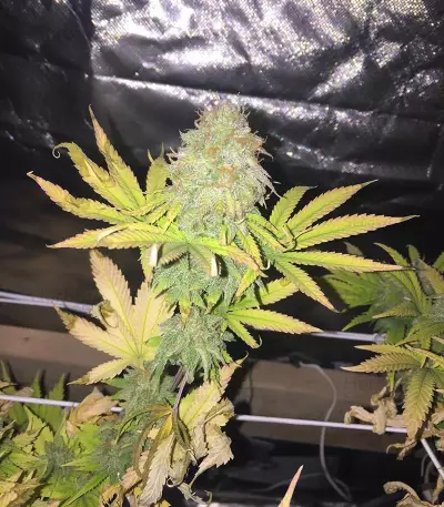 CBD Blue Shark (Barney's Farm) Cannabis-Samen