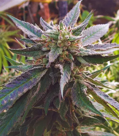 Candyland (Grand Daddy Purp) Cannabis-Samen