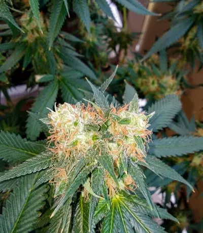 Chemdawg (Humboldt Seeds Organization) Cannabis-Samen