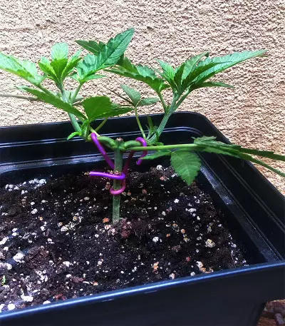 Critical Ryder Auto (Blackskull Seeds)