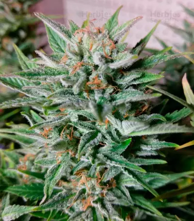 Fast & Vast Auto (Heavyweight Seeds) Cannabis-Samen