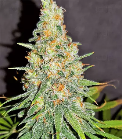 Gorilla Cookies (Big Head Seeds) Cannabis-Samen