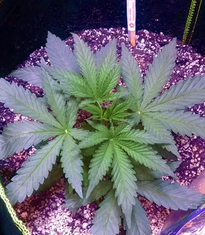 Gorilla (00 Seeds) Cannabis-Samen