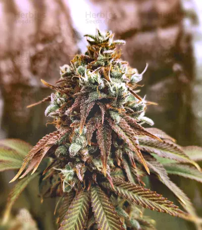 Grand Daddy Purp (Grand Daddy Purp) Cannabis-Samen