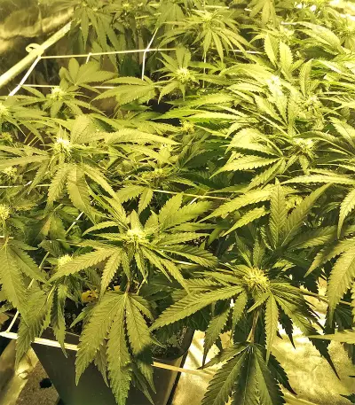 Kripple Roulette (Dr. Krippling Seeds) Cannabis-Samen