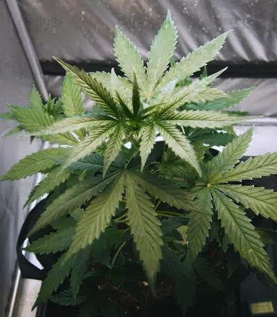 La Diva Auto (Delicious Seeds) Cannabis-Samen
