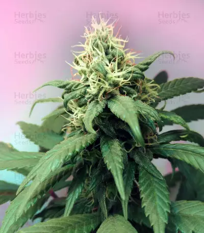 Lemon OG Kush (DNA Genetics) Cannabis-Samen