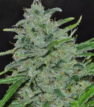 Malawi Breeders Pack regular (Ace Seeds) Cannabis-Samen