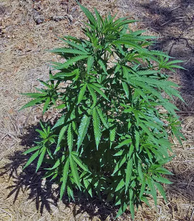 Mind Can'trol (Dr. Krippling Seeds) Cannabis-Samen