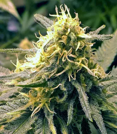 Pineapple Express #2 strain