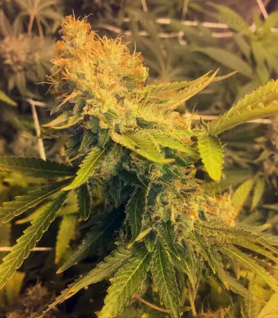 Pineapple Express (G13 Labs) Cannabis-Samen