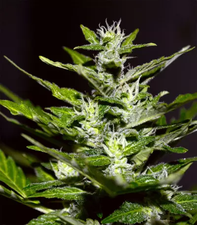 Pure Africa (Original Sensible Seeds) Cannabis-Samen