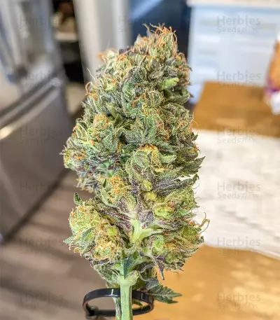 Pure Gelato (Vision Seeds) Cannabis-Samen