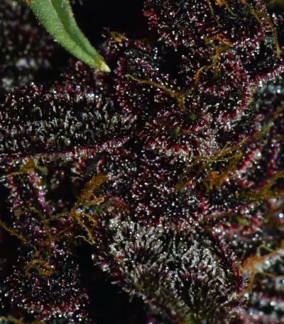 Purple Lemonade Auto feminisierte Samen (Fast Buds)
