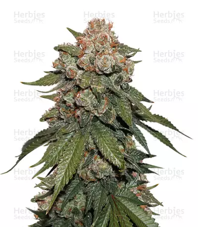 Sherbet (Seedstockers) Cannabis-Samen