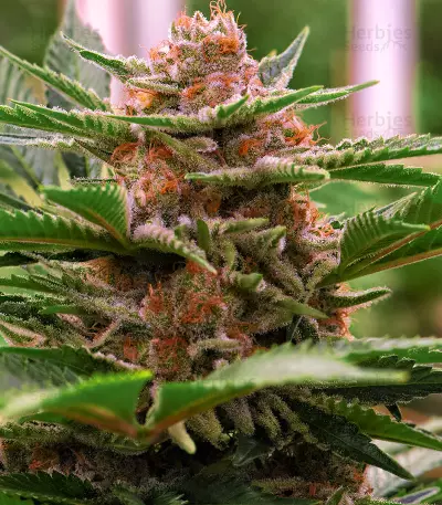 Strawberry Eclair (G13 Labs) Cannabis-Samen