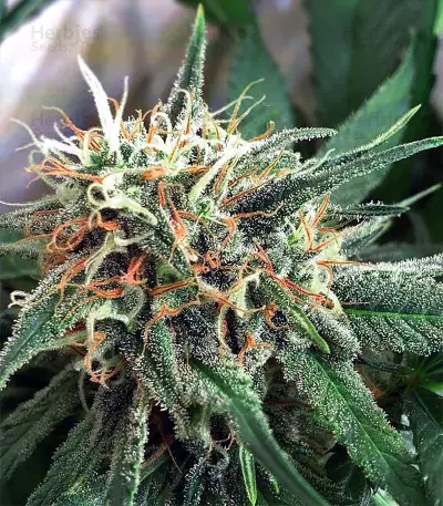 Super Lemon Haze x Banana Punch (GHS) Cannabis-Samen