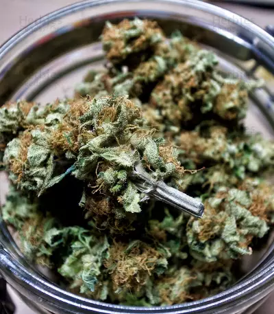 White Widow (Big Head Seeds) Cannabis-Samen
