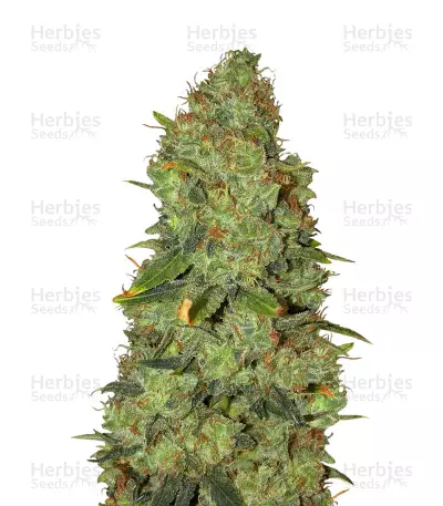 White Widow x Big Bud (Female Seeds) Cannabis-Samen