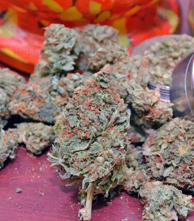 A.M.S. (GHS) Cannabis-Samen