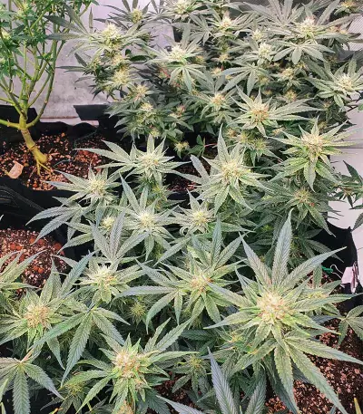 Caramelo Early Version (Delicious Seeds)