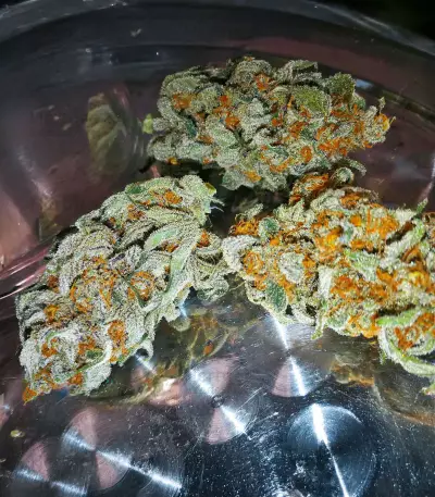 Delicious Cookies Early Version feminisierte Samen (Delicious Seeds)