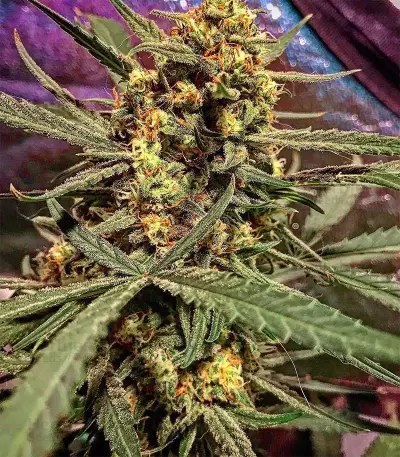 DO-SI-DOS (Cali Buds Seeds) Cannabis-Samen
