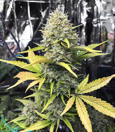 Dozy Sith feminisierte Samen (AlphaFem Seeds)