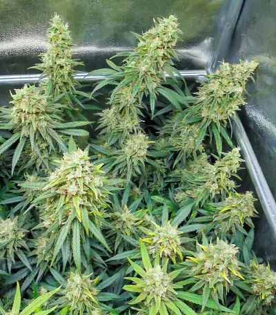 Dozy Whale feminisierte Samen (AlphaFem Seeds)