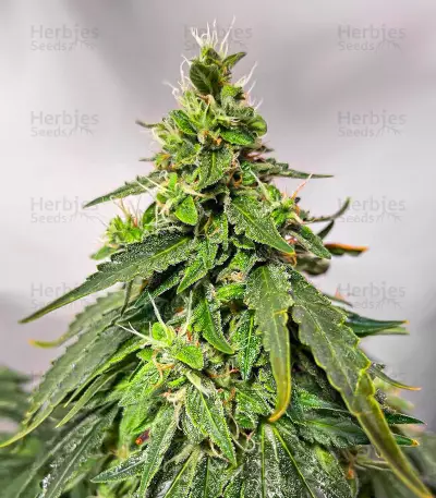 Gorilla Purple Autoflower feminisierte Samen (EGS)