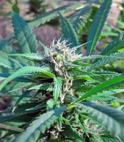 Hollands Hope regular (Dutch Passion) Cannabis-Samen