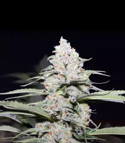 Jack Herer (Blackskull Seeds) Cannabis-Samen