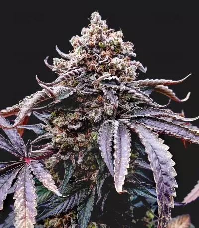 Kush Mintz feminisiertes Saatgut (Barney's Farm)