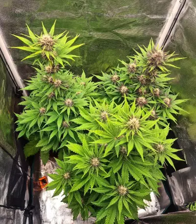 Lemon Cherry Cookies Auto feminisierte Samen (Fast Buds)