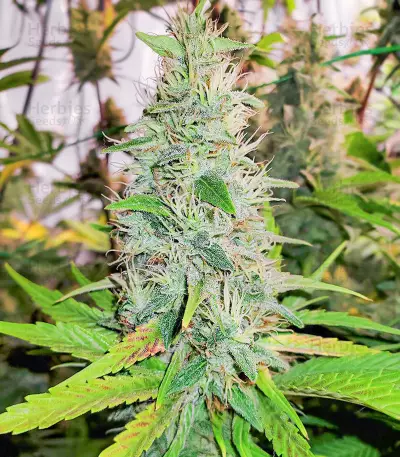 Mandarin Thuggee feminisierte Samen (AlphaFem Seeds)